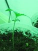 bagseed 3.jpg