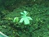kush clone 2.jpg