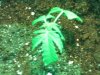 kush clone1.jpg