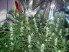 8 1 2010 Haze x Skunk#1.jpg 8 1 2010 Haze x Skunk#1.jpg