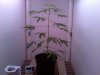 plant.jpg