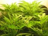 week 4 veg 4.jpg