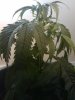 IMG_20101005_180831.jpg