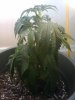 IMG_20101005_180900.jpg