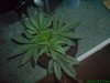 25 days old 004.jpg