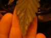 DSCF1687.jpg DSCF1687.jpg