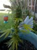 IMG_20101007_130558.jpg