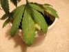 plantproblem 005.jpg
