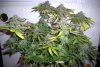 flower_54_1.jpg