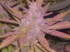 grow 3.5 003.jpg grow 3.5 003.jpg