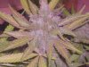 grow 3.5 004.jpg grow 3.5 004.jpg