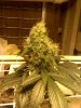 seedsmannorthD53.jpg