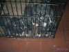 Puppies All.jpg
