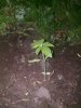 10062010189.jpg
