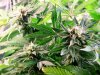 deep purple buds.jpg