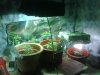 IMG00239-20101009-1357.jpg