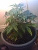 IMG_20101008_181329.jpg