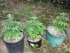 low2-day33-01.jpg