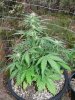 low2-day33-02.jpg