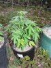 low2-day33-03.jpg