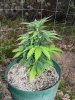 low2-day33-04.jpg