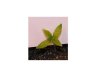 Sick Plant.jpg