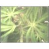 newbud.jpg