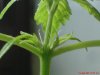 DSC00350.JPG