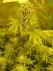 week 3 flowering 003.jpg