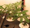 Plants2-4-5-7Pic1 4-15-2008.JPG