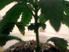 plant pic2.jpg plant pic2.jpg