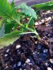plant pic5.jpg plant pic5.jpg