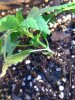 plant pic4.jpg plant pic4.jpg