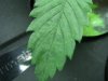leaf2.jpg