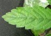 leaf1.jpg