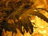 sativa_01.jpg