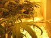 sativa_02.jpg