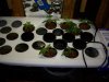 100_1236.jpg