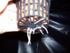 100_1235.jpg