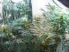 plant2.jpg