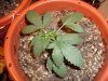 DSC01133.jpg