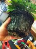 plant 007.jpg