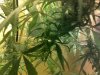 11102010038.jpg 11102010038.jpg