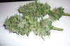 bud 1.jpg