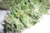 bud 2.jpg