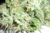 bud 3.jpg
