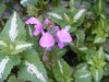 DSCF2271.jpg