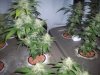 Grow_1 046.jpg