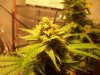 Grow_1 044.jpg