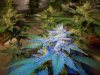 Grow_1 033.jpg
